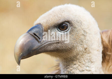 Vautour fauve (Gyps fulvus), portrait, Espagne Banque D'Images