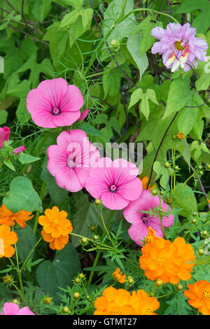 Lavatera trimestris 'Beauty Mix' . La mauve rose Fleurs dans un jardin frontière. Banque D'Images