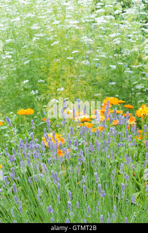 Lavandula. Lavande dans un jardin d'herbes anglaises Banque D'Images