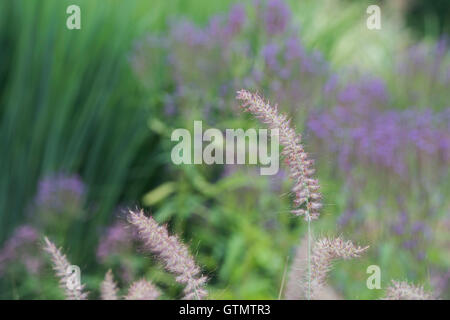 Pennisetum orientale 'Karley Rose' Fontaine Oriental d'herbe dans un jardin frontière. Banque D'Images