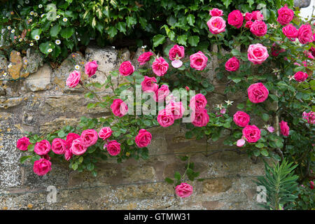 Rosa. Roses rose sur un mur de pierre dans la région des Cotswolds. UK Banque D'Images