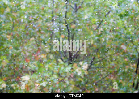 Gouttes de pluie sur une vitre. Banque D'Images