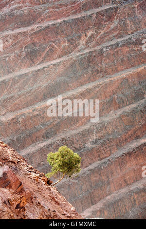 Petit arbre à l'intérieur de la mine d'or à ciel ouvert, Gwalia Australie Occidentale Banque D'Images