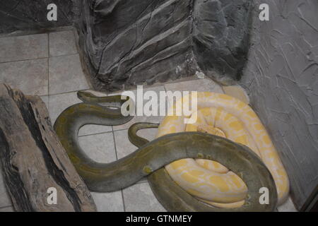 Deux serpents lumineux sont couchées sur le sol en terrarium Banque D'Images