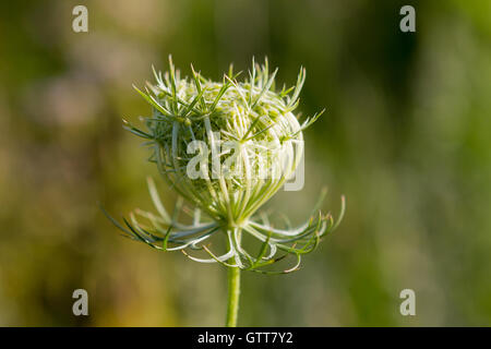 Queen Anne's Lace bud closeup Banque D'Images