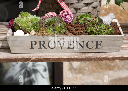 Variétés mixtes de sempervivums plantés dans un bac en bois Banque D'Images