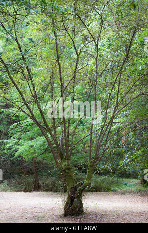 Quercus. Jeune Arbre de chêne en bois. Banque D'Images