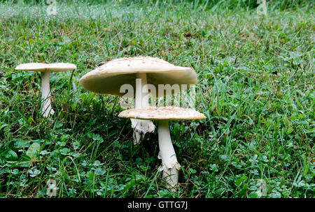 Des champignons vénéneux poussant sur un pré vert prairie Banque D'Images