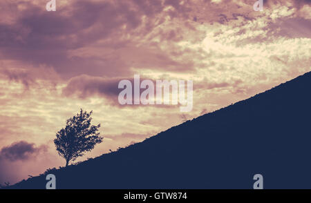 Un arbre isolé sur une colline Against A Sunset Banque D'Images