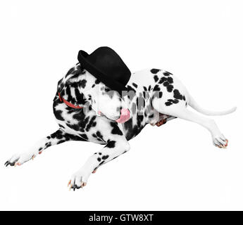 Chien dalmatien dans un chapeau noir est tiré vers le bas sur ses yeux, c'est à l'écart et léché Banque D'Images