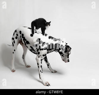 Peur Chat Noir A Cheval Un Chien Dalmatien Qui Examine Les Haut Parleurs Audio Photo Stock Alamy