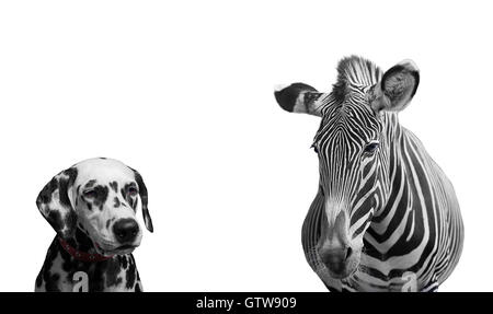 Zebra et chien dalmatien - Isolated on white Banque D'Images