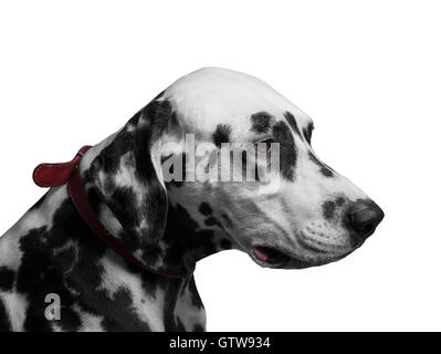 Portrait noir et blanc de race de chien Dalmatien en profil triste, coupable et frustré Banque D'Images