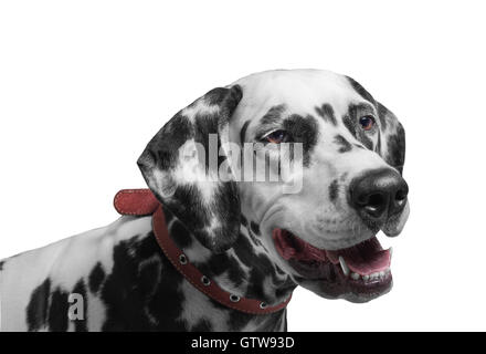 Portrait d'un noir et blanc chien dalmatien tachetés se reproduisent dans le col rouge sourire et rire isolated on white Banque D'Images