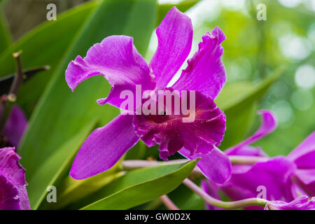 Orchidée Cattleya mauve. La belle toile d'un flou. Banque D'Images
