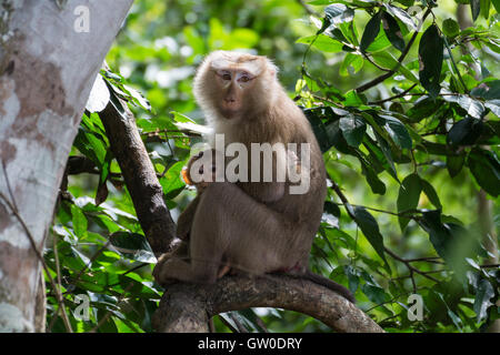 Macaque à queue de cochon ,Macaca nemestrina mère et fille on tree Banque D'Images