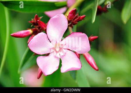 Fleurs de laurier-rose Banque D'Images