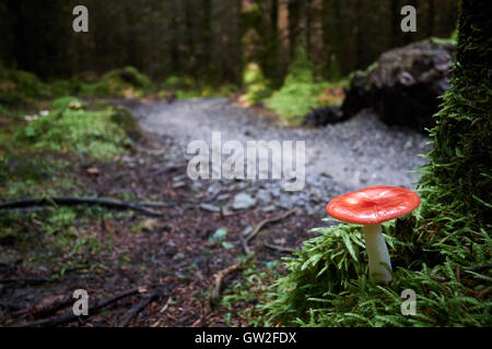 Amanita muscaria, fly agaric toadstool dans un sombre, humide woodland Banque D'Images