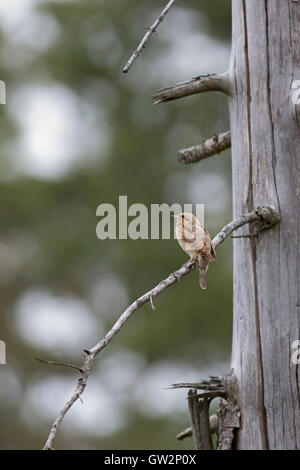 / Wendehals eurasienne fourmilier Jynx torquilla ( ) perché sur une branche d'un arbre conifère, vue typique sur la distance, naturel. Banque D'Images