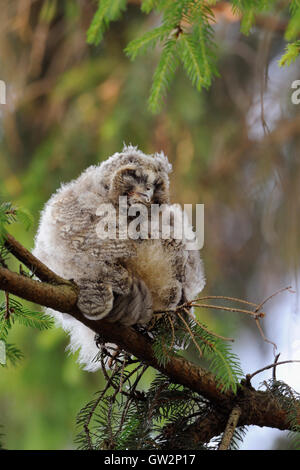 Hibou moyen / long Waldohreule ( Asio otus ), les jeunes jeune, le repos dans un conifère, nettoyer ses plumes, mec drôle, la faune. Banque D'Images