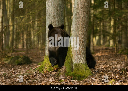 Ours brun européen Europaeischer / Braunbaer ( Ursus arctos ) se tient entre les arbres, regardant autour, montrant son énorme patte. Banque D'Images