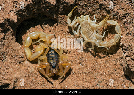 Scorpion jaune commun (Buthus Occitanus) Banque D'Images