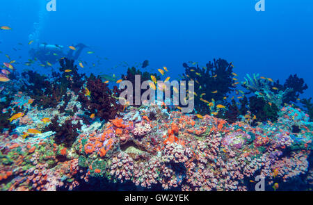 De nombreuses mer rouge goldies (Pseudanthias squamipinnis), Maldives Banque D'Images