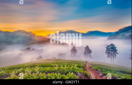 Matin brumeux dans ferme de fraises à la montagne doi angkhang, Chiangmai : Thaïlande Banque D'Images