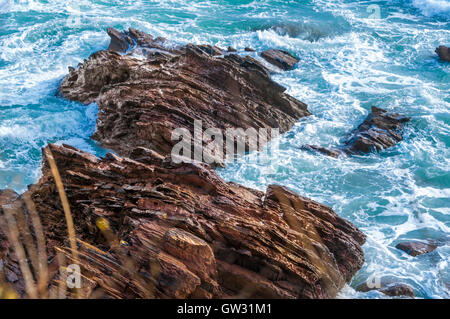 Affleurement de pourpre rougeâtre mudstone du Dévonien inférieur (partie de la Formation de Whitsand Bay) à Wembury Beach dans le Devon, Angleterre Banque D'Images