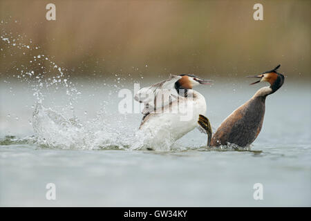 Beaucoup de grèbes huppés / Haubentaucher ( Podiceps cristatus ) en dur combat, rivaux, le comportement territorial, furieux contre attaque. Banque D'Images