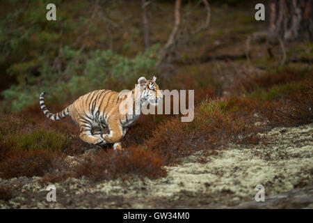 Royal Bengale Tiger / Koenigstiger ( Panthera tigris ), court rapidement à travers les sous-bois, saute, passe une clairière, à la hâte ; Inde. Banque D'Images