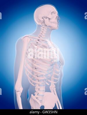 Squelette humain, illustration. Banque D'Images