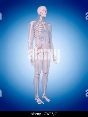 Squelette humain, illustration. Banque D'Images