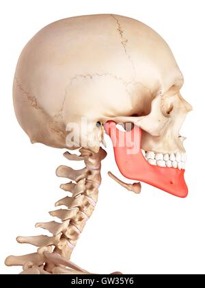 Les droits de l'os de la mâchoire, de l'illustration. Banque D'Images