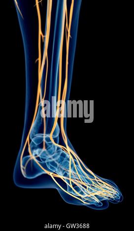 Les nerfs du pied, de l'illustration. Banque D'Images