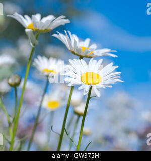 Marguerites. Contre le ciel Camomille Camomille et autres Banque D'Images