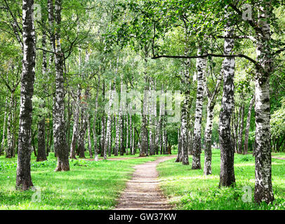 En voie de Birch Grove les premiers jours de l'automne Banque D'Images