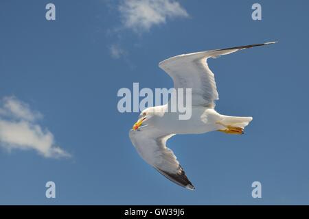 Goéland (mouette), en fuite à travers les nuages. Banque D'Images