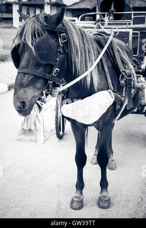 Conte de fées cheval cabine chariot Banque D'Images