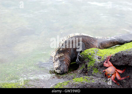 Iguane marin se nourrissant d'algues sur l'île de Fernandina, Galapagos Banque D'Images