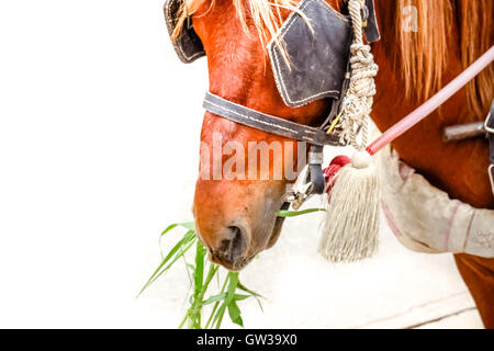 Conte de fées cheval cabine chariot Banque D'Images