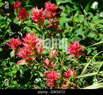 Indian paintbrush, Castilleja, dans les Montagnes Rocheuses Banque D'Images