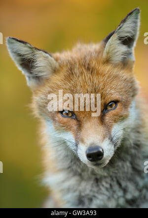 Portrait d'un jeune mâle red fox Banque D'Images