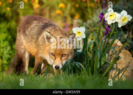 Red Fox près de la jonquilles Banque D'Images