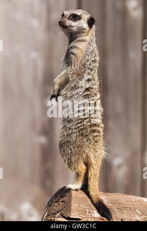 Meerkat sur watch Banque D'Images