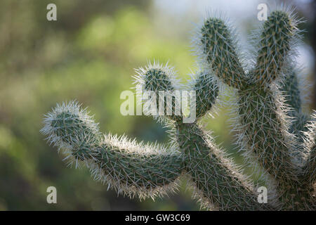 Teddy Bear Cholla cactus (Opuntia bigelovii) à l'Arizona Sonora Desert Museum Banque D'Images