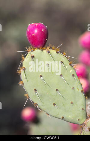 Cactus (Opuntia) fruits, Arizona Sonora Desert Museum Banque D'Images