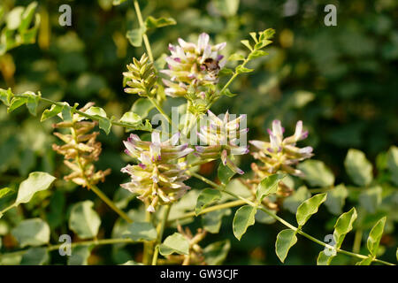 Glycyrrhiza glabra Réglisse - fleurs Banque D'Images