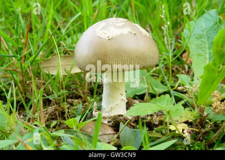 L'Amanita vaginata 'Grisette'. Champignons comestibles Banque D'Images