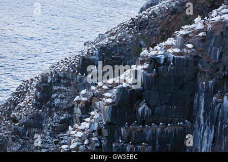 Le Fou de Bassan (Morus bassanus) et la mouette tridactyle (Rissa tridactyla) perché sur le flanc d'une falaise. Banque D'Images